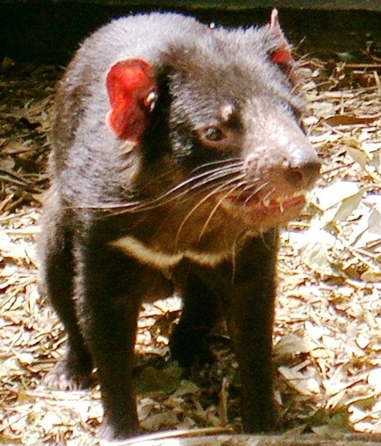 Tasmanian Devil